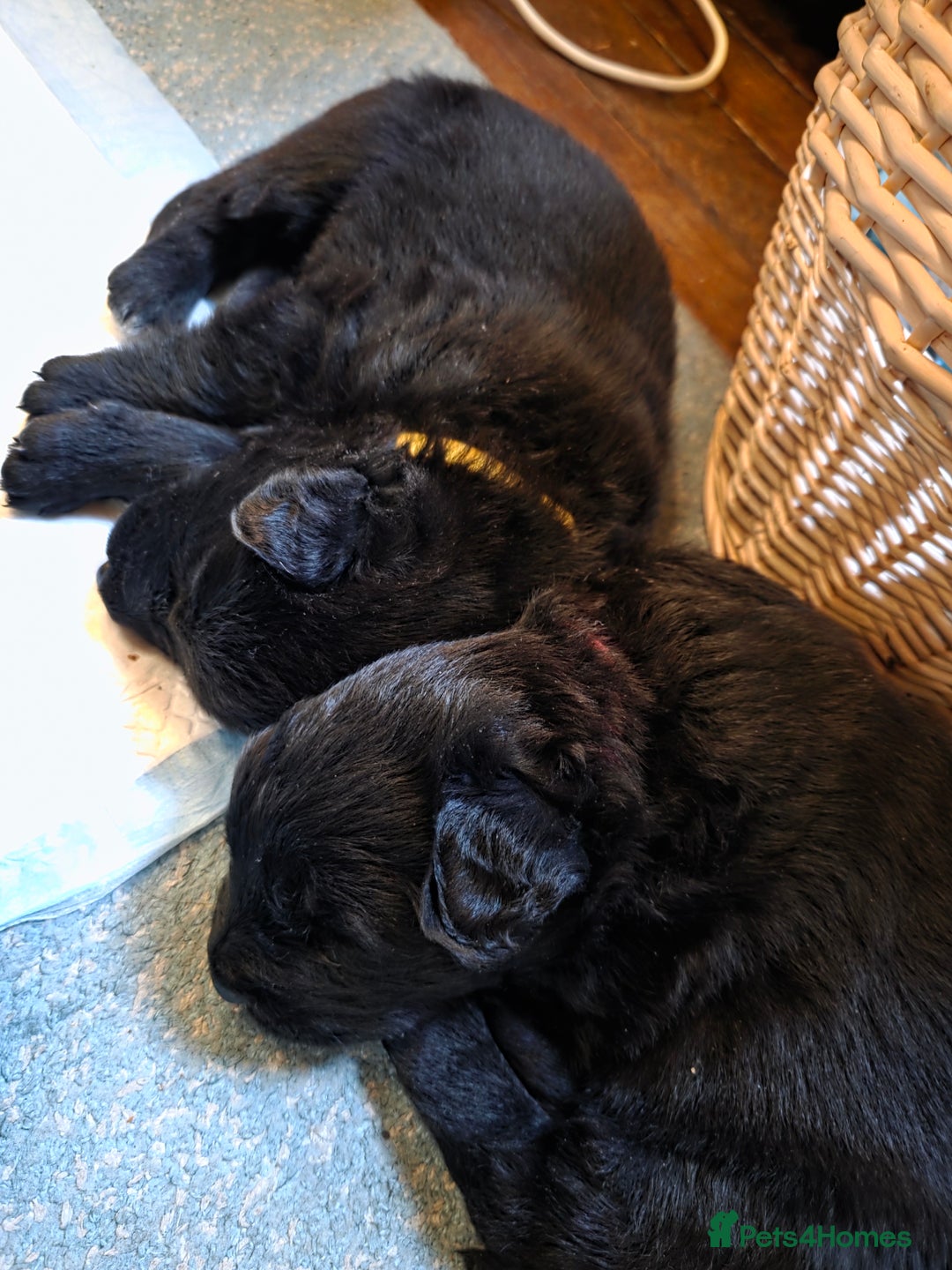 German Shepherd dogs for sale: Rare All-Black GSD Girls - Parents Owned & Present - Advert 12