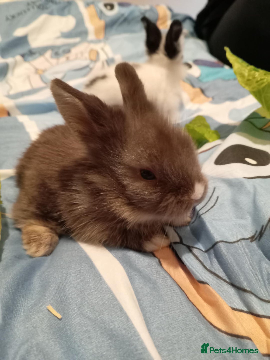 Lionhead rabbits for sale: Pedigree Lionhead Baby rabbits - Advert 13