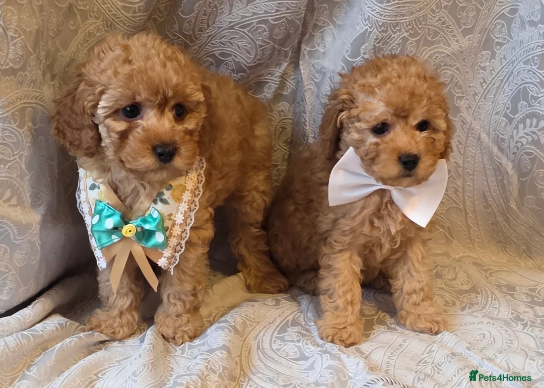 Miniature Poodle dogs for sale: four beautiful little red poodle girls - Advert 14