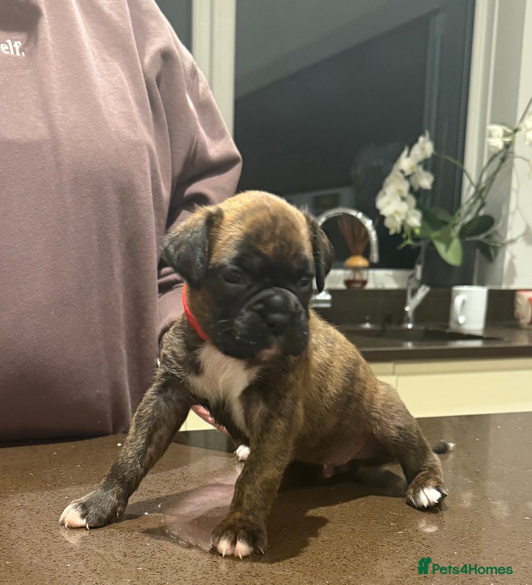 Boxer dogs for sale: Boxer Puppies  - Advert 11