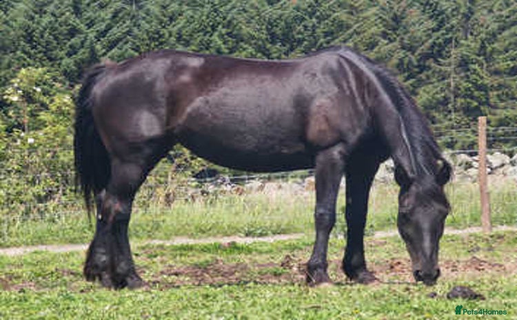 Irish Sports horses - Advert 3