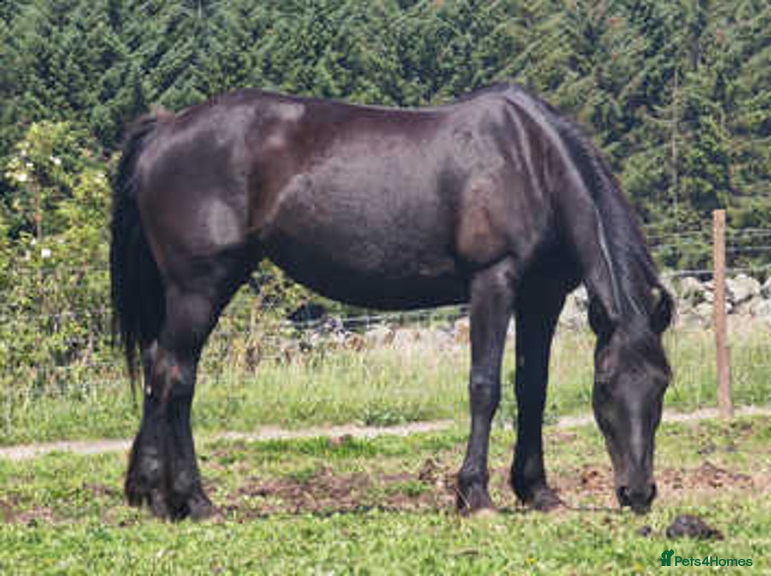 Irish Sports horses for sale: Dark Bay Mare - Image 1