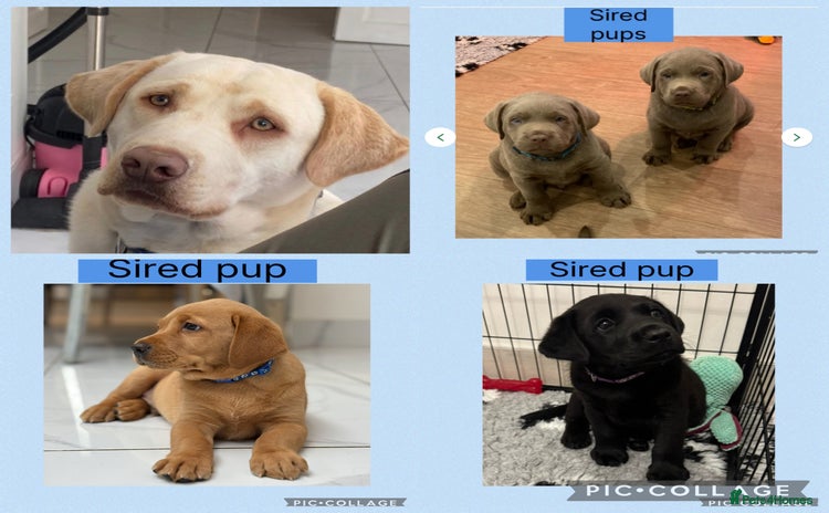 Labrador Retriever dogs KC reg champagne Labrador stud (silver carrier)  - Advert 12