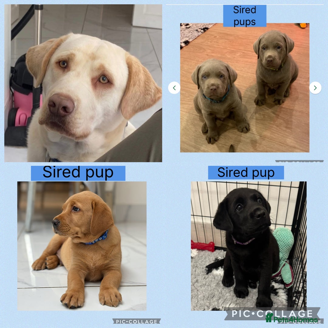 Labrador Retriever dogs for stud: KC reg champagne Labrador stud (silver carrier)  - Advert 1