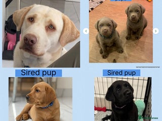 Labrador Retriever dogs KC reg champagne Labrador stud (silver carrier) - Advert 14