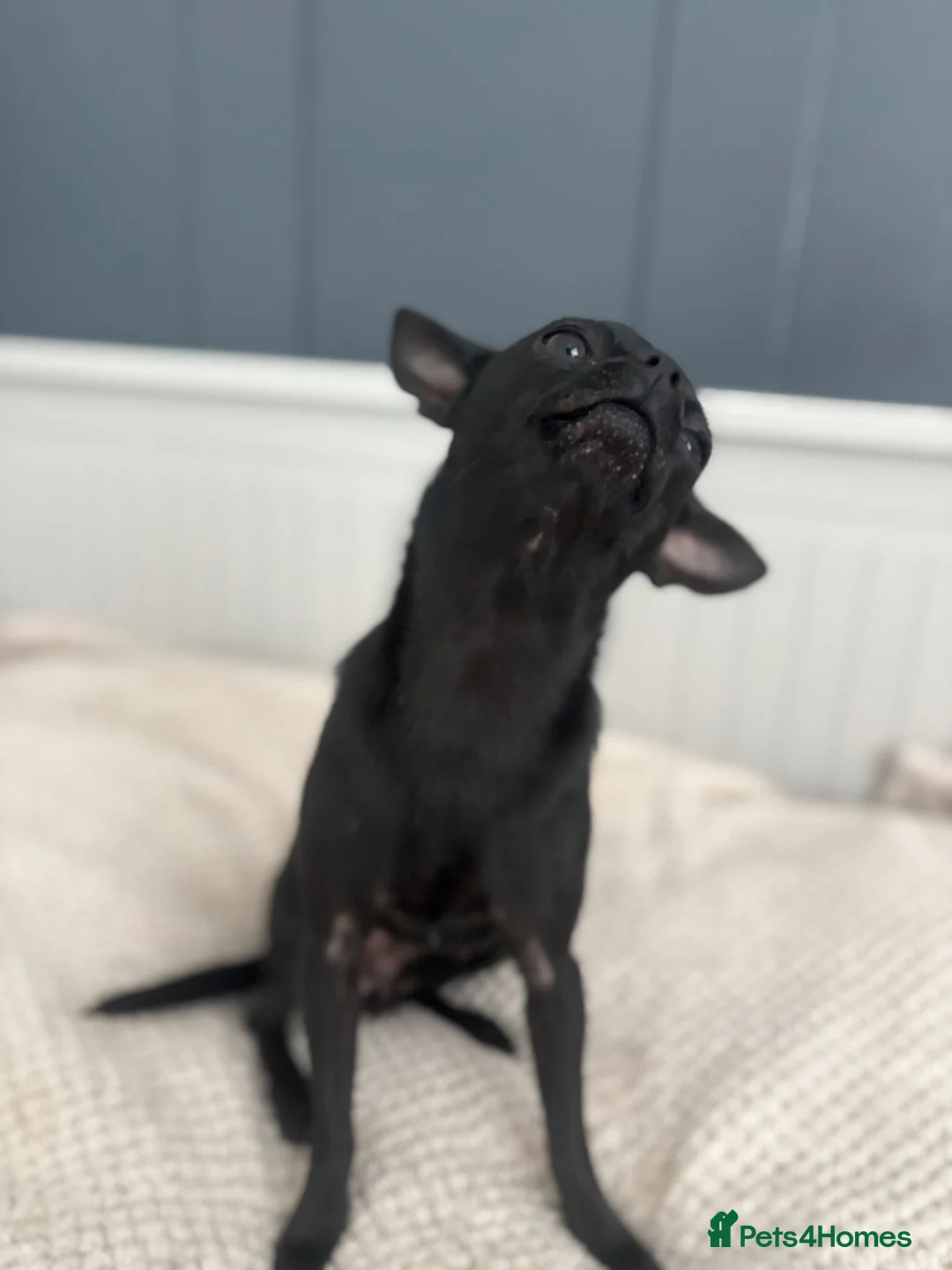 Chihuahua dogs for stud: Chihuahua for stud  - Advert 4