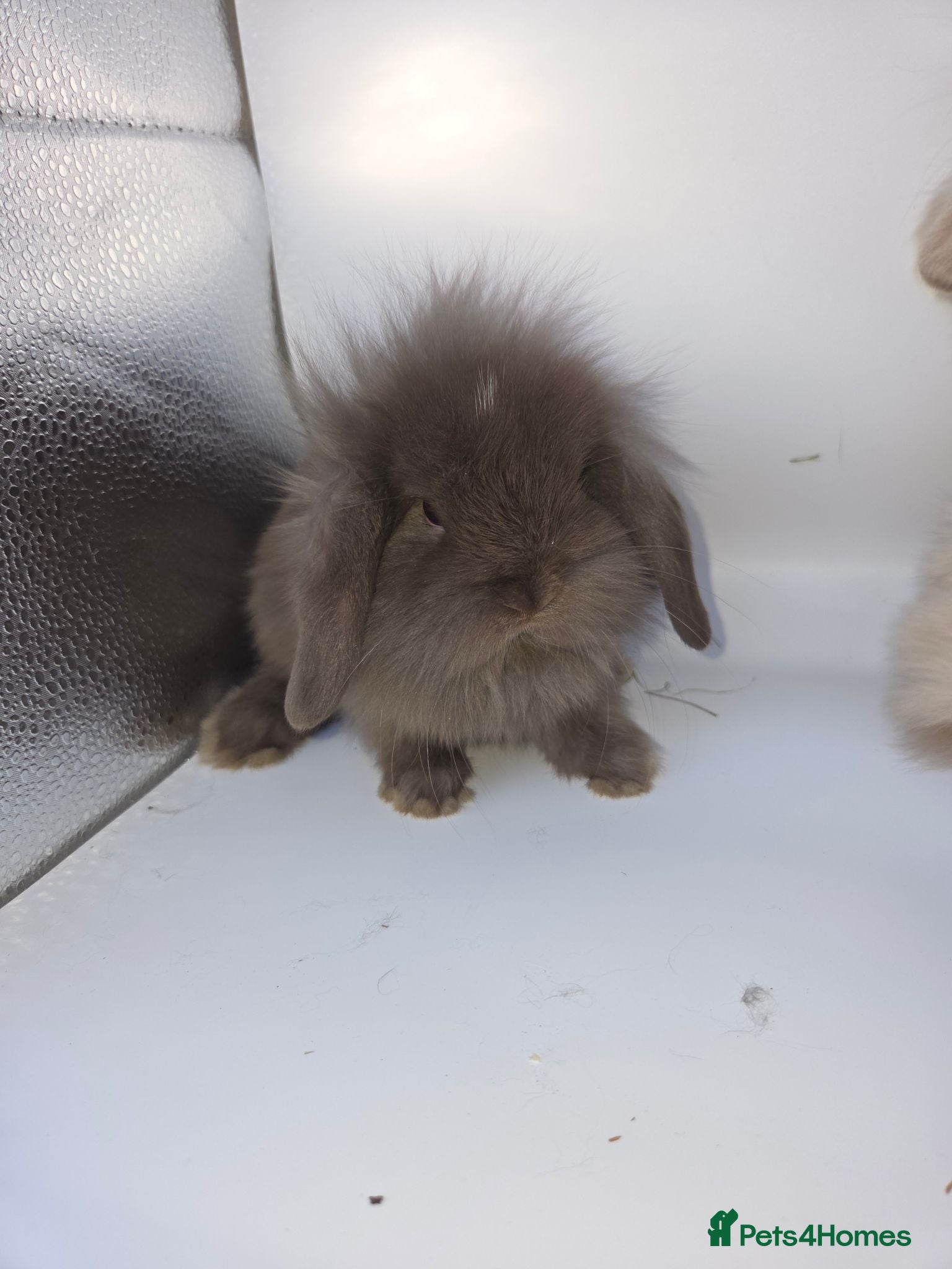 Mini Lion Lop rabbits Mini lion lops - Advert 2
