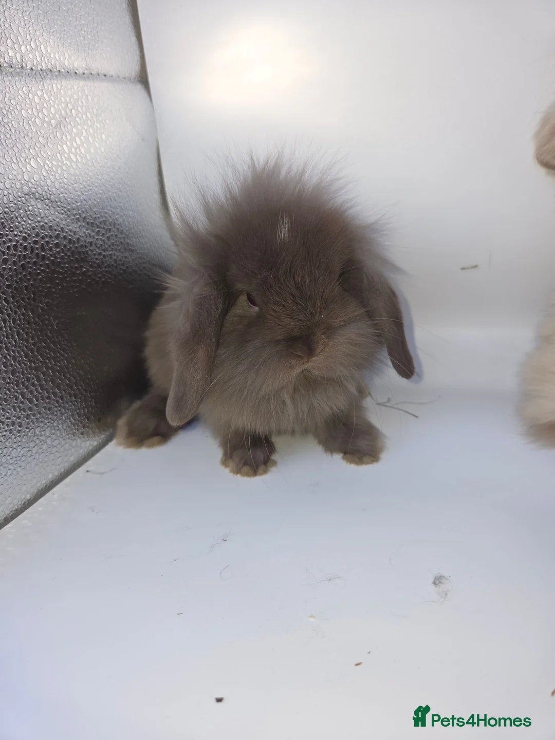 Mini Lion Lop rabbits for sale: Mini lion lops - Advert 2