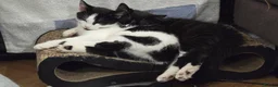 Turkish Angora cats for sale: Black pearl girl and charming boy waiting for you. - Advert 18