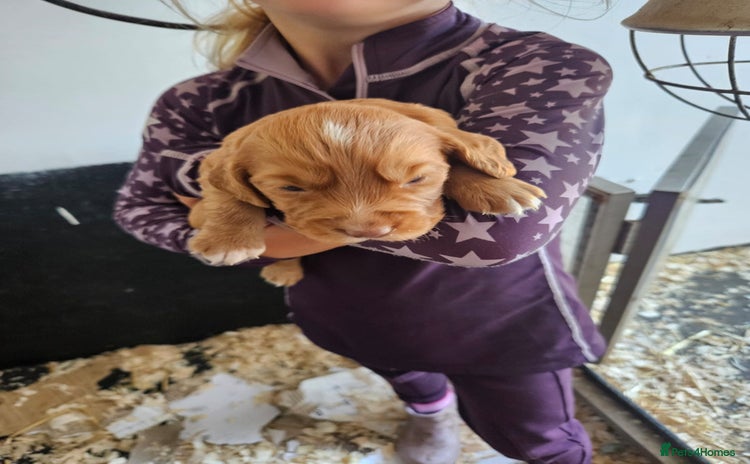 Cocker Spaniel dogs - Advert 2