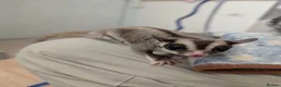 Sugar Glider rodents for sale: Father and Son sugar gliders - Advert 2