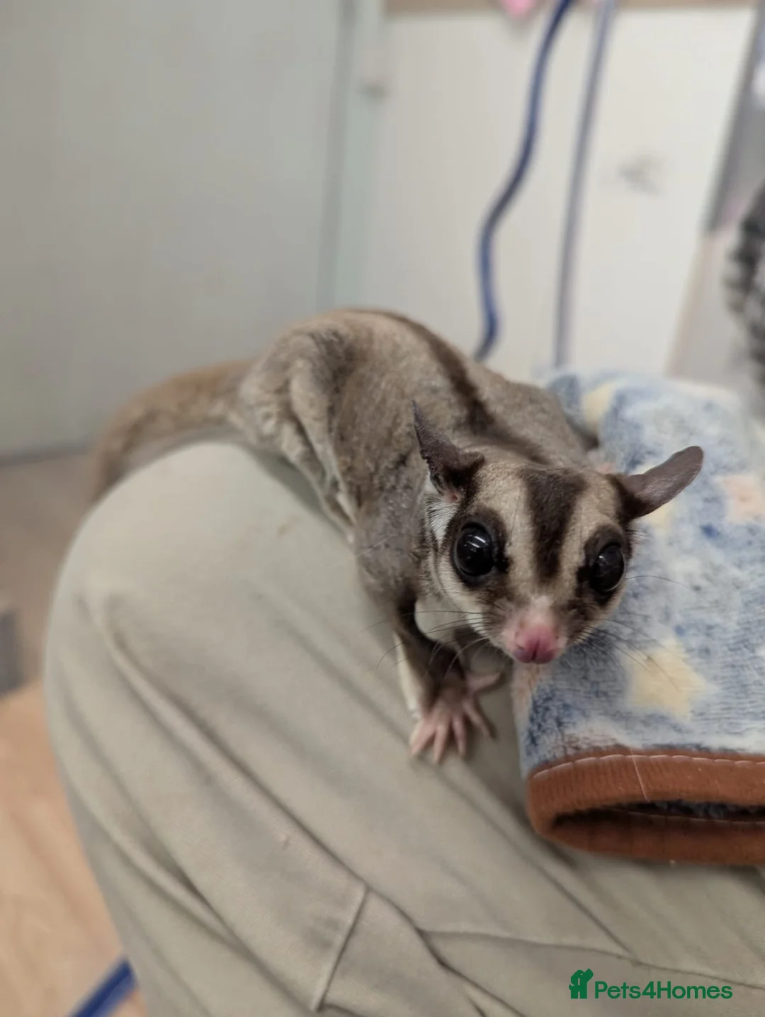 Sugar Glider rodents for sale: Father and Son sugar gliders - Advert 2
