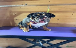 English Bulldog dogs for sale: Black Tri/ Merle Female English bulldog  - Image 3