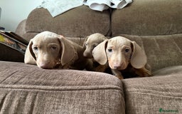 Dachshund dogs for sale: Miniature Dachshund Puppies for sale  - Image 12