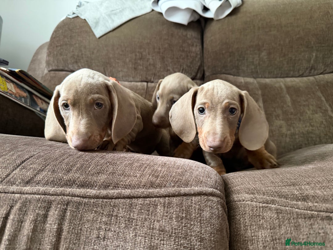 Dachshund dogs for sale: Miniature Dachshund Puppies for sale  - Image 12