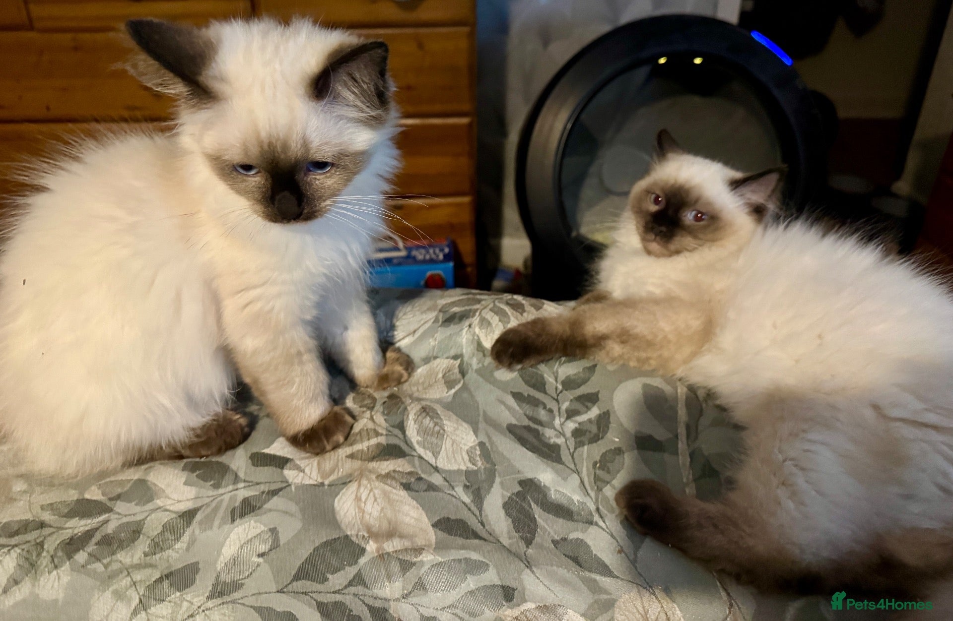 Ragdoll cats Ragdoll kittens - Advert 2