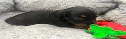 Dachshund dogs for sale: Miniature dashound - Advert 25