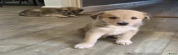 Mixed Breed dogs for sale: 🐶 Gorgeous Border Collie Cross Puppies - Advert 2
