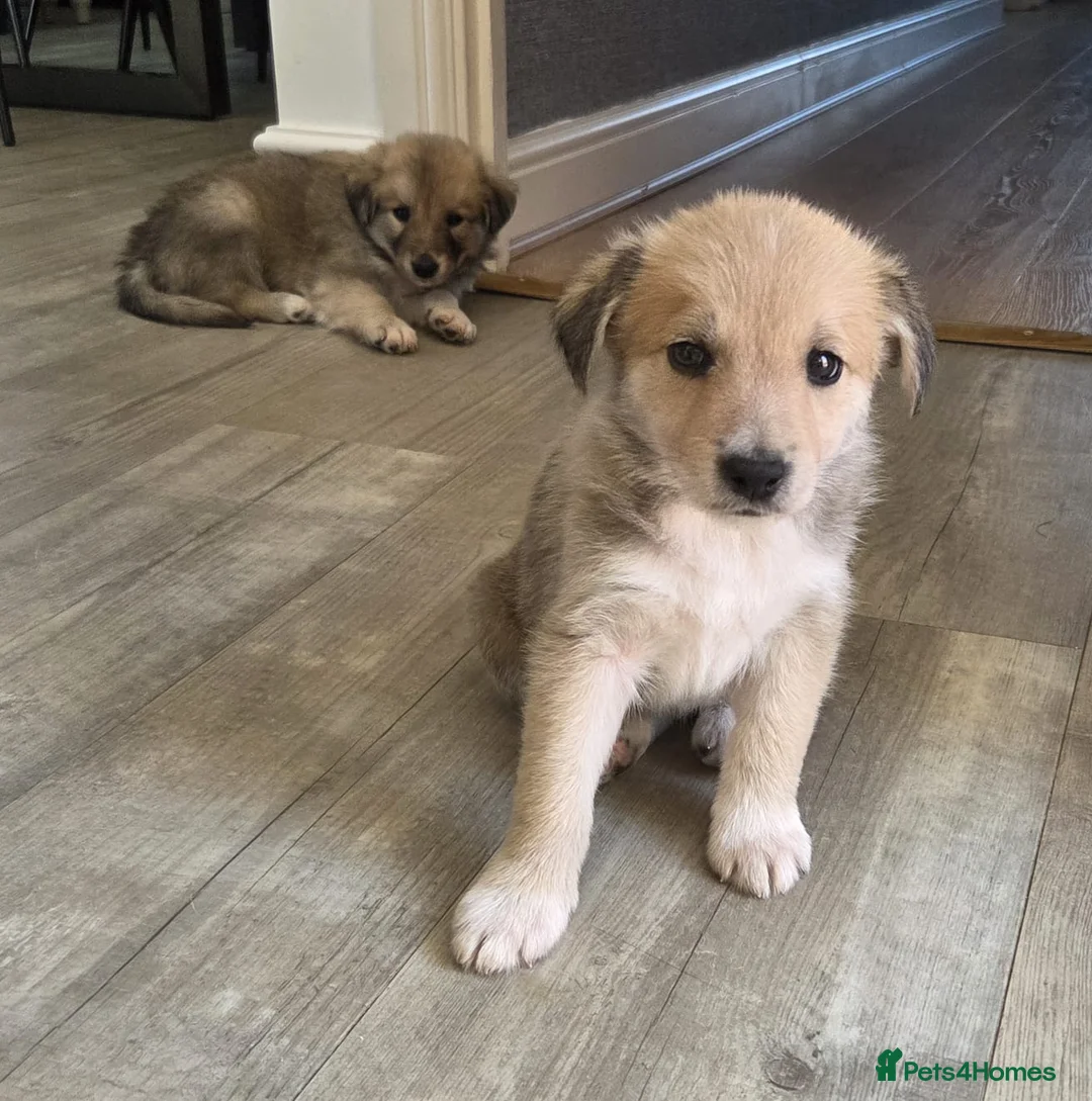 Mixed Breed dogs for sale: 🐶 Gorgeous Border Collie Cross Puppies - Advert 2