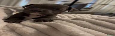 Staffordshire Bull Terrier Puppy 4