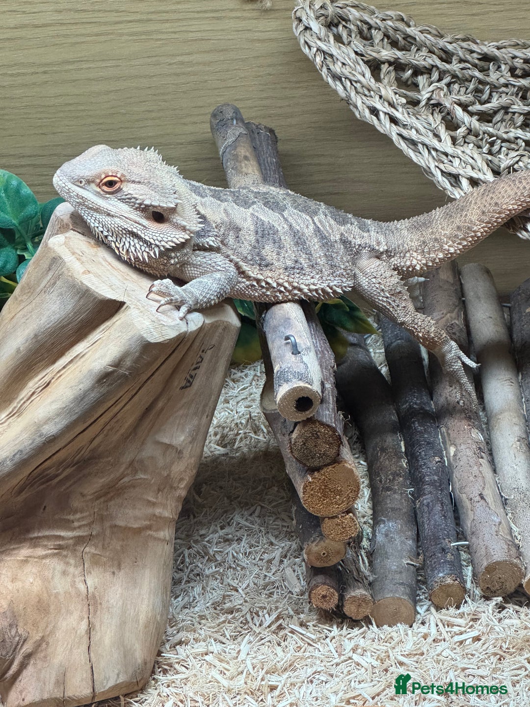 Bearded Dragon reptiles for sale: 18 month Male bearded dragon  - Advert 10