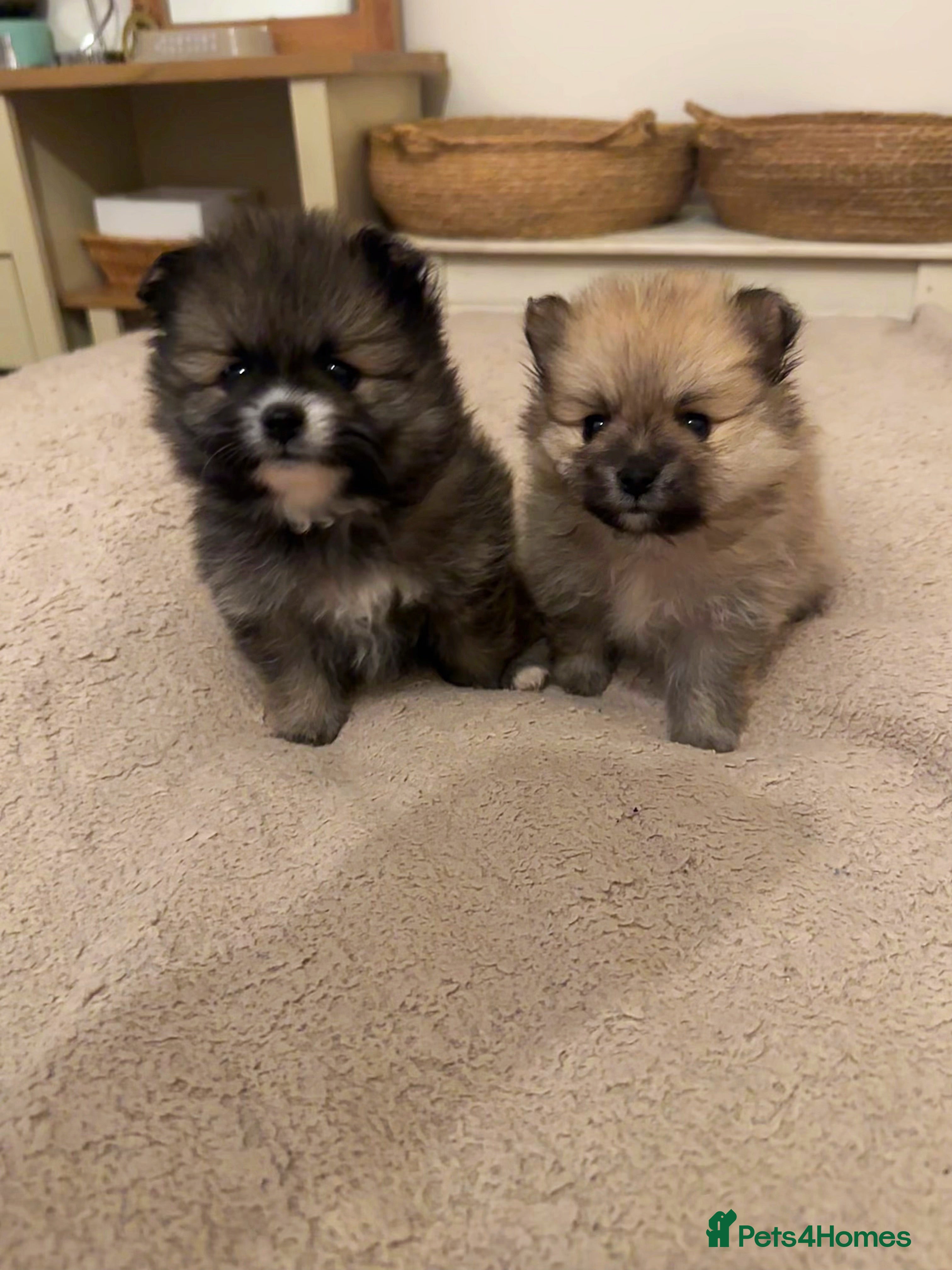 Pomeranian dogs Pomeranian puppy’s for sale - Advert 15