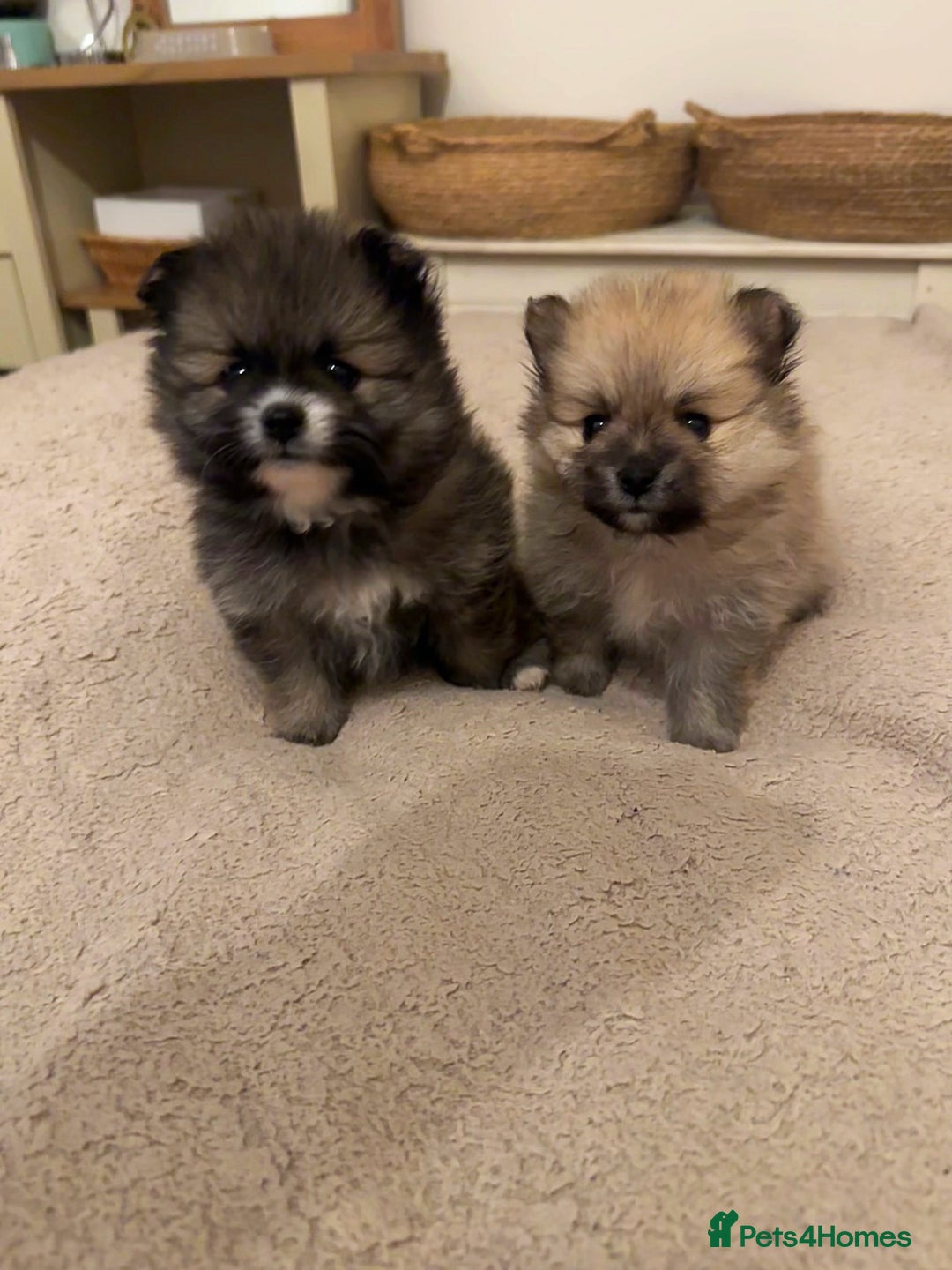 Pomeranian dogs for sale: Pomeranian puppy’s for sale - Advert 9