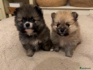 Pomeranian dogs Pomeranian puppy’s for sale - Advert 13