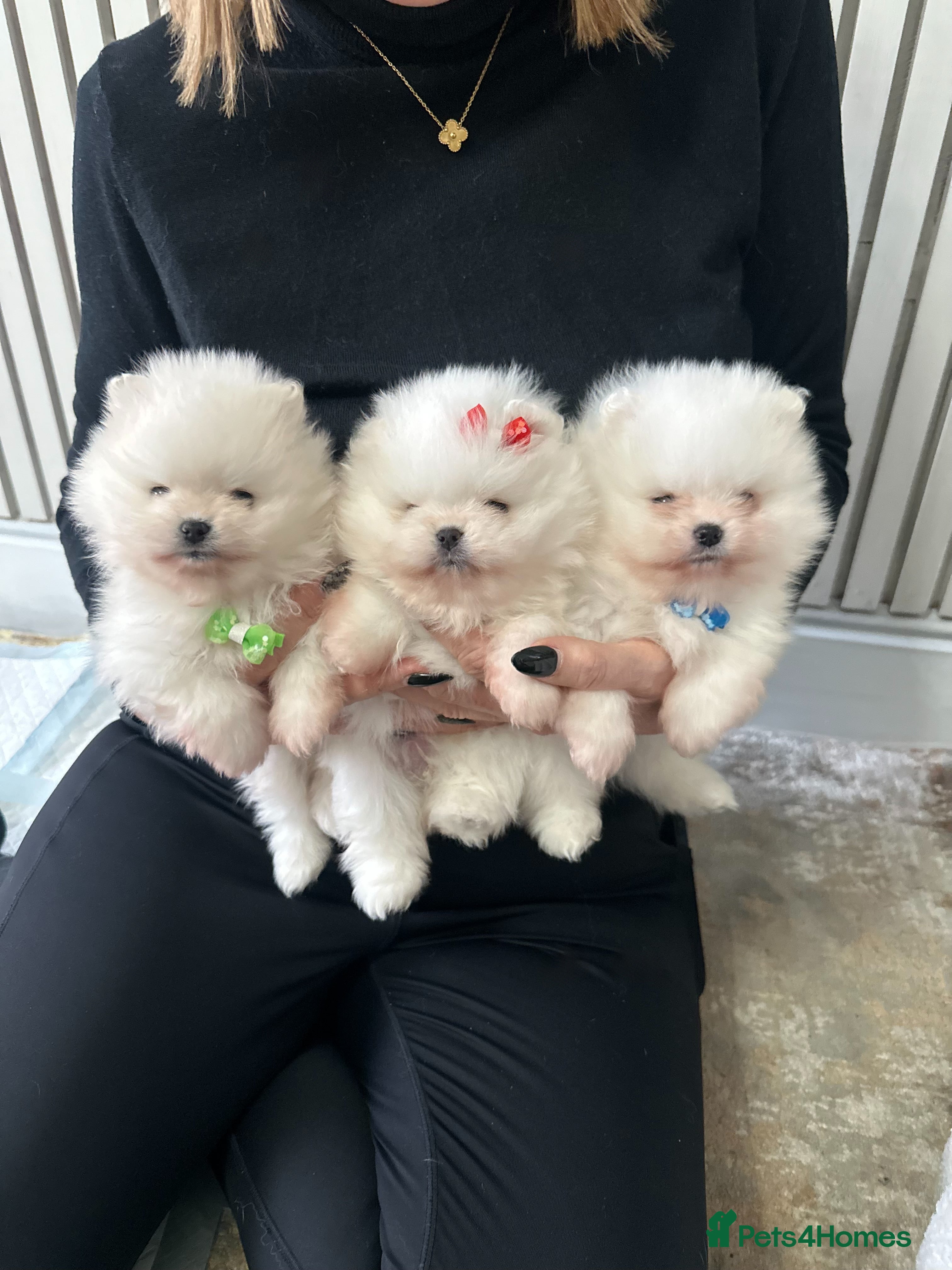 Pomeranian dogs Champion bloodline KC reg teddy bear puppies  - Advert 4