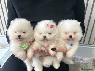 Pomeranian dogs Outstanding champion bloodline KC reg puppies - Advert 5
