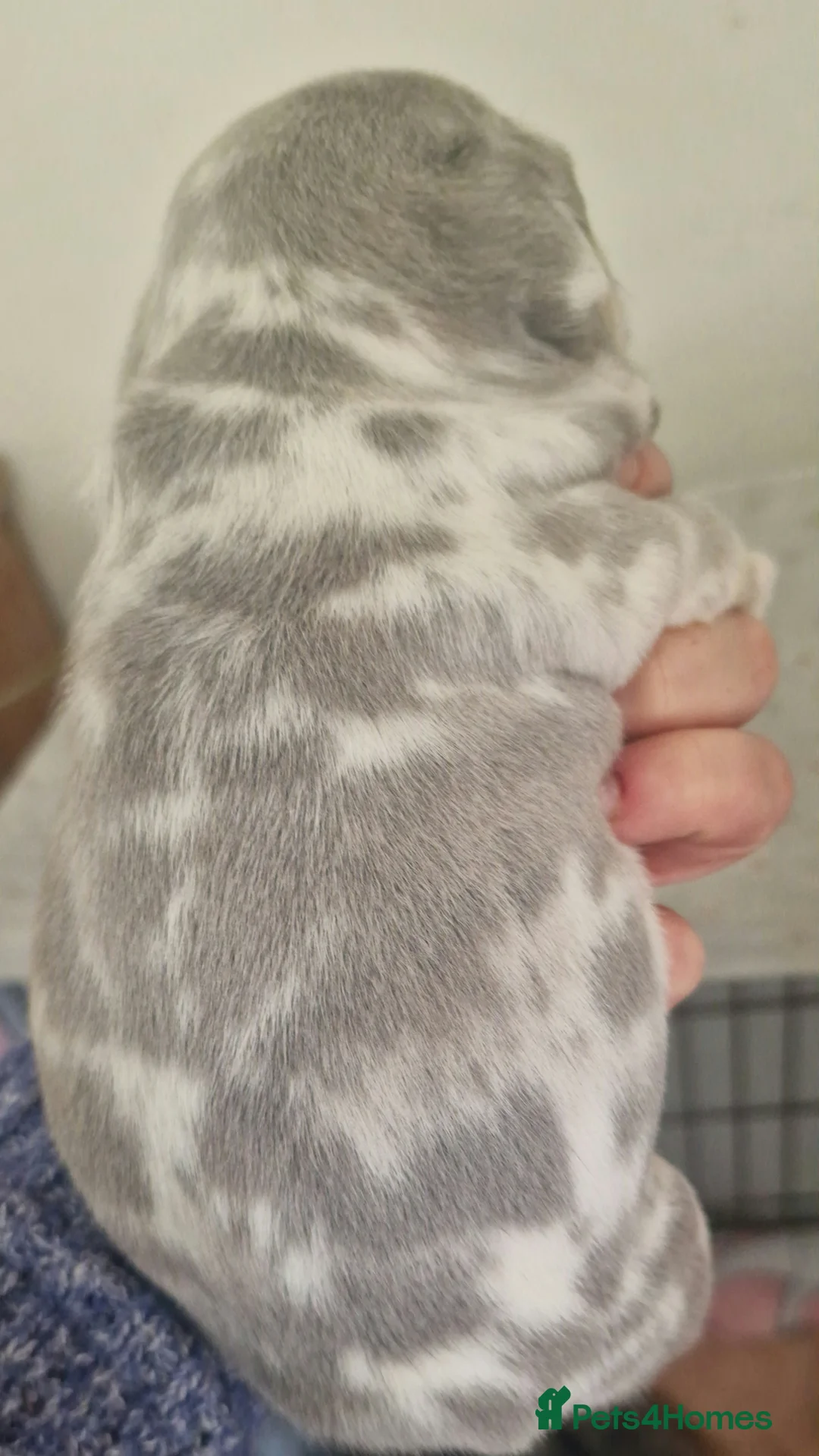 French Bulldog dogs for sale: 💥👀 NEW SHADE ISABELLA, MERLE TRI LILAC   - Advert 22