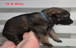 German Shepherd dogs for sale: German Shepherd  - Image 21