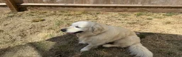 Golden Retriever dogs for sale: Beautiful golden boy - Advert 1