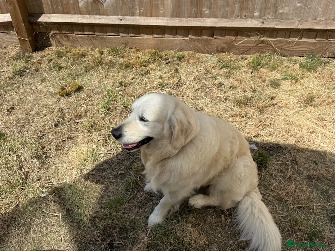 Golden Retriever dogs for sale: Beautiful golden boy - Advert 1