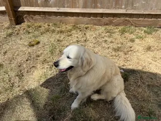 Golden Retriever dogs Beautiful golden boy - Advert 16