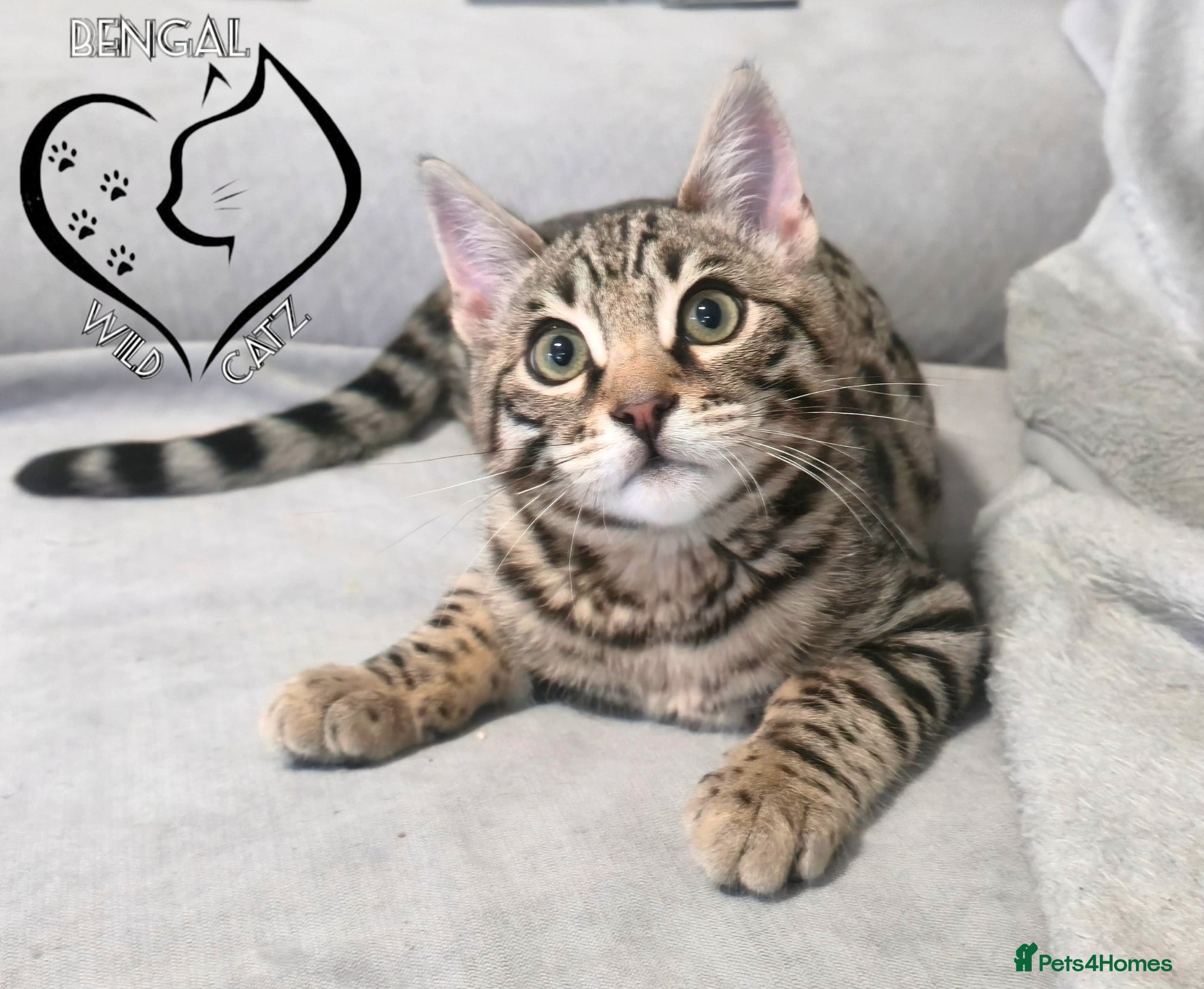 Bengal cats for sale: 4 beautiful bengal boys ready to leave now - Advert 12