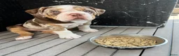 Mixed Breed dogs for sale: 12 week old, olde double bully male pup  - Advert 17