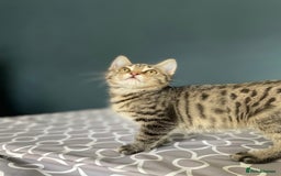 Domestic Shorthair cats for adoption: 12 week old female kitten pair  - Image 4