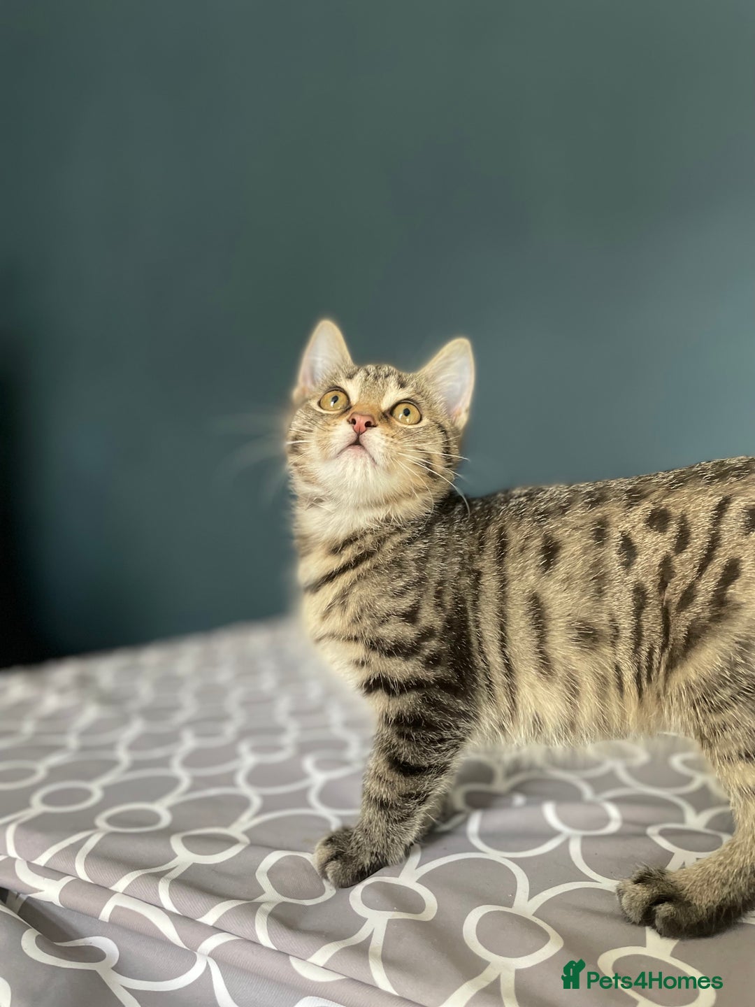 Domestic Shorthair cats for adoption: 12 week old female kitten pair  - Image 4