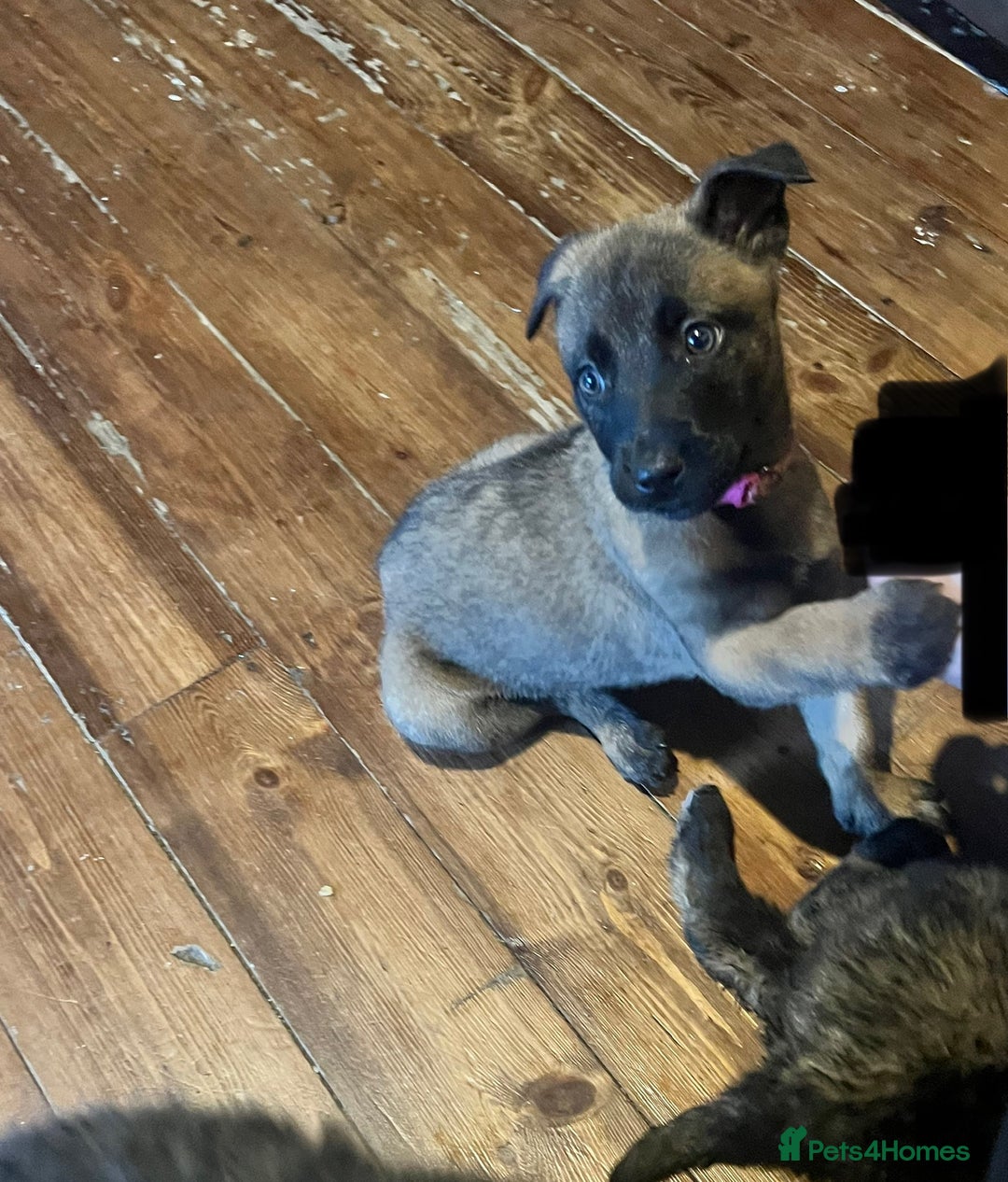 Mixed Breed dogs for sale: Belgium Shepherd mix breed - Advert 13