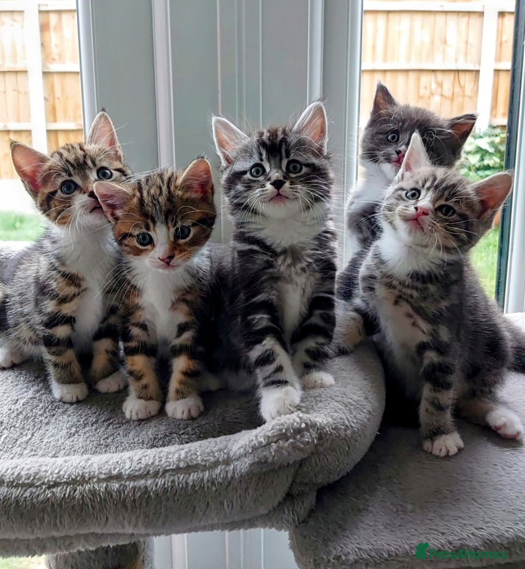 Domestic Shorthair cats for sale: Super stunning kittens - Image 2