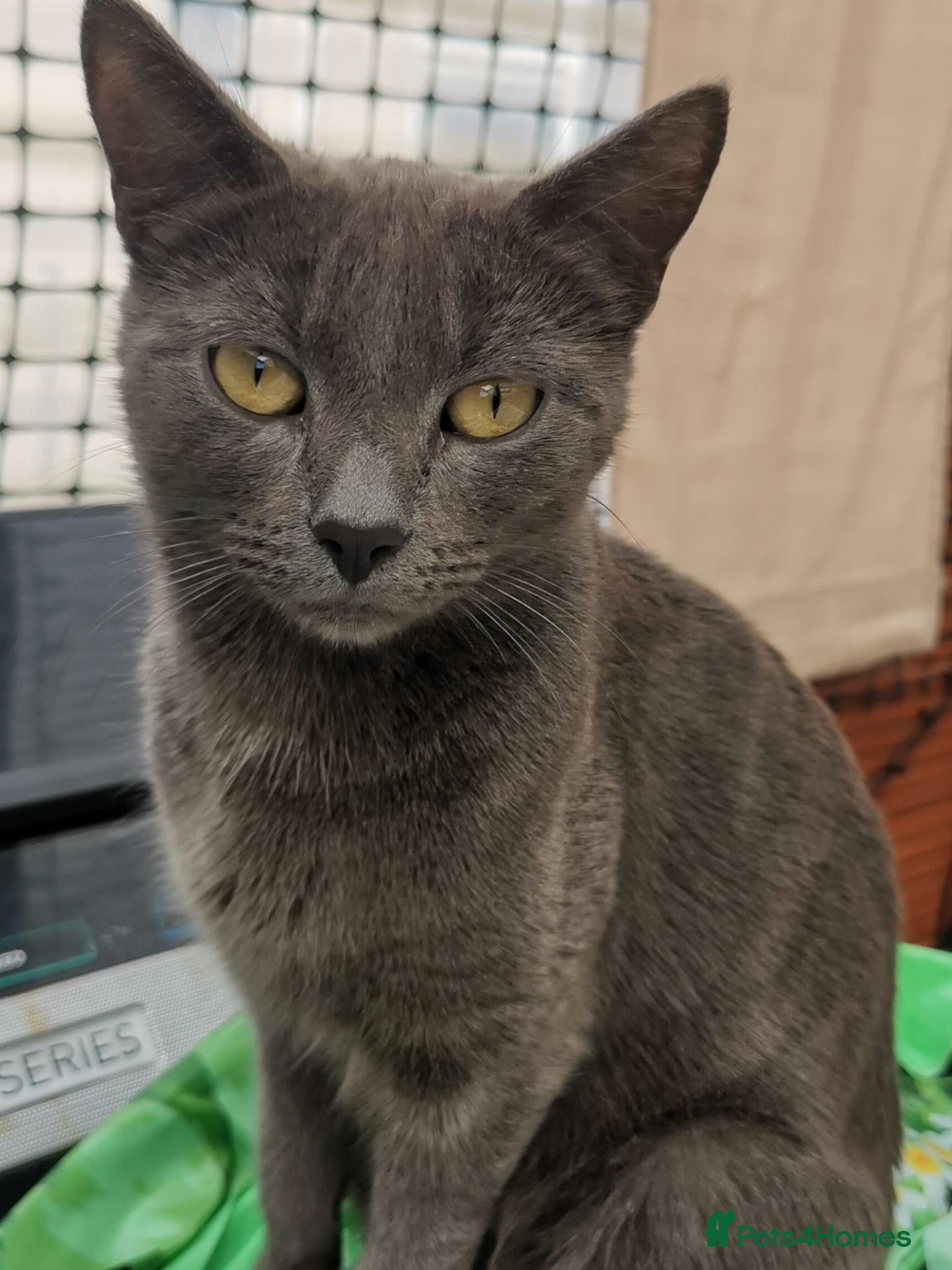 British Shorthair cats 6 beautiful kittens ready for their forever homes - Advert 2