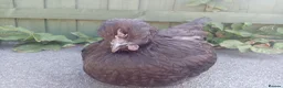 Chickens poultry for sale: Bantam chickens  in Dudley - Advert 5
