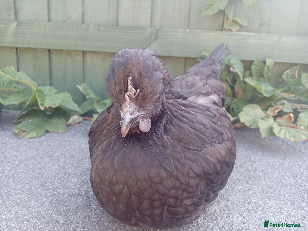 Chickens poultry for sale: Bantam chickens  in Dudley - Advert 5