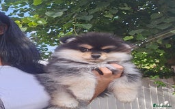 Pomsky dogs for sale: Pomsky puppies very small toy size F3  - Image 33