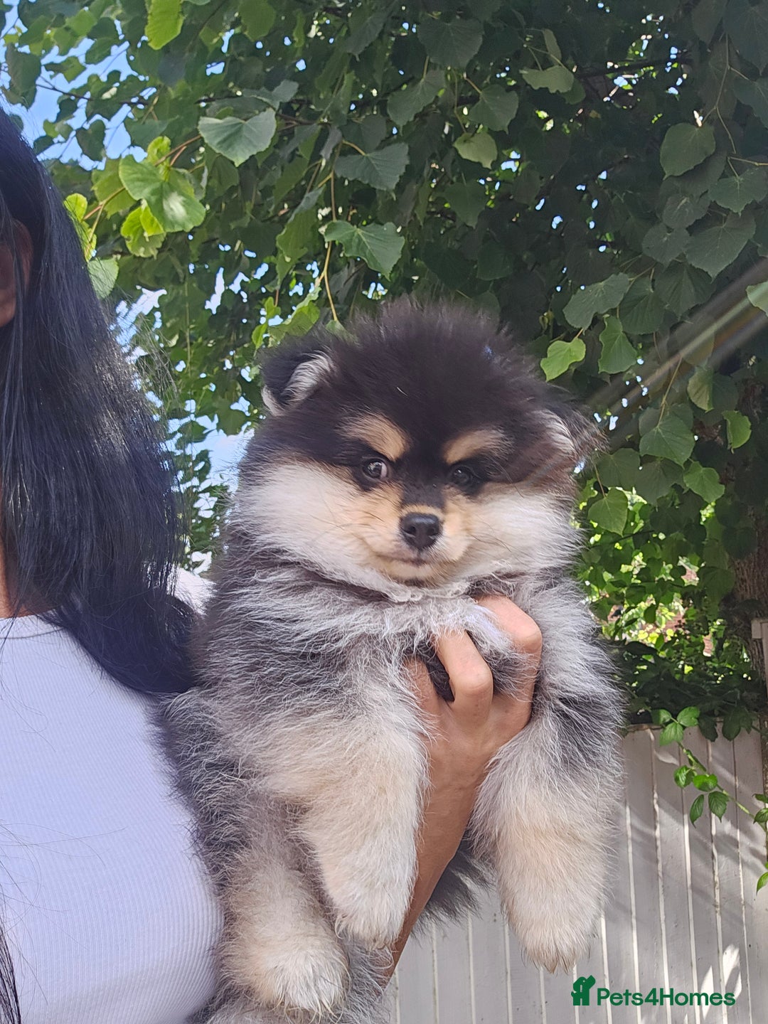 Pomsky dogs for sale: Pomsky puppies very small toy size F3  - Image 33