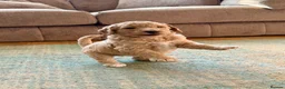 Standard Poodle dogs for sale: Beautiful Standard Poodle Puppies – Southampton  in Southampton - Advert 36