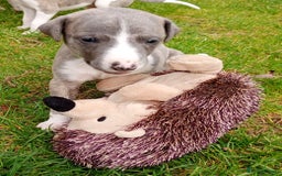 Whippet dogs for sale: Quality KC reg Whippet Puppies - Image 11