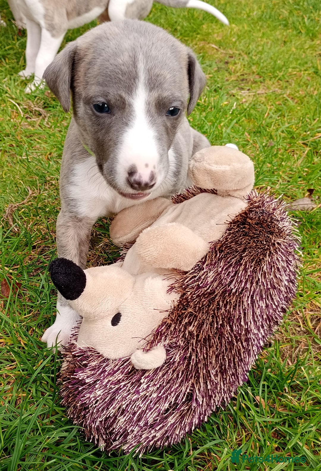Whippet dogs for sale: Quality KC reg Whippet Puppies - Image 11