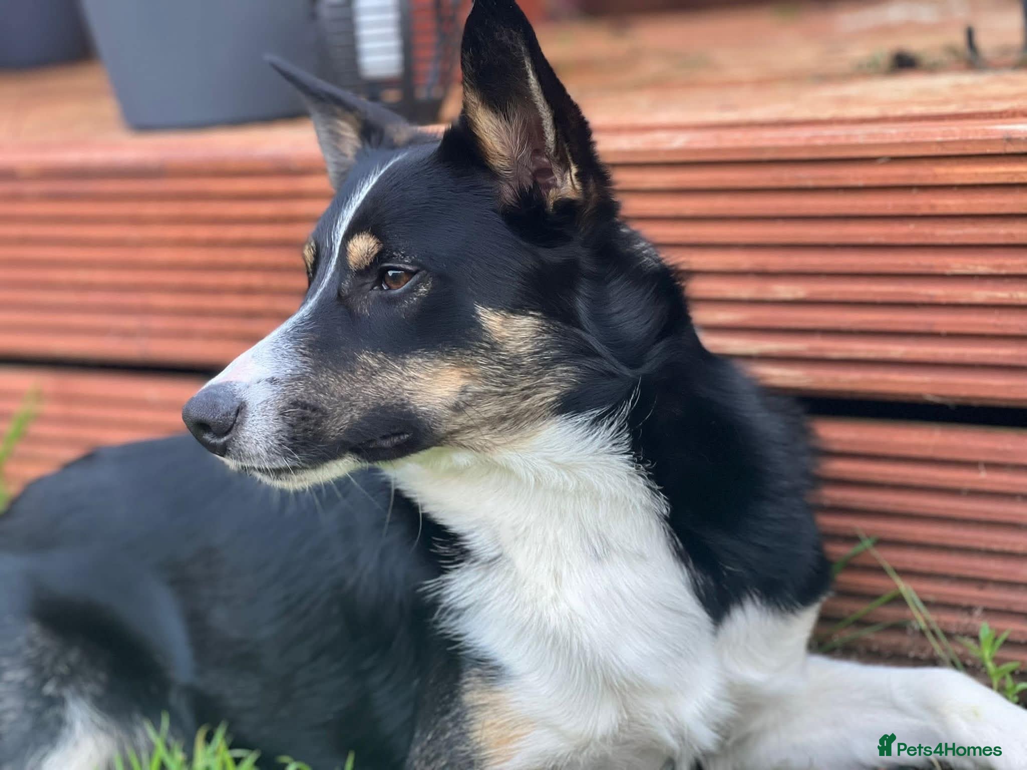 Border Collie dogs Max - Tri coloured Border Collie - Advert 6